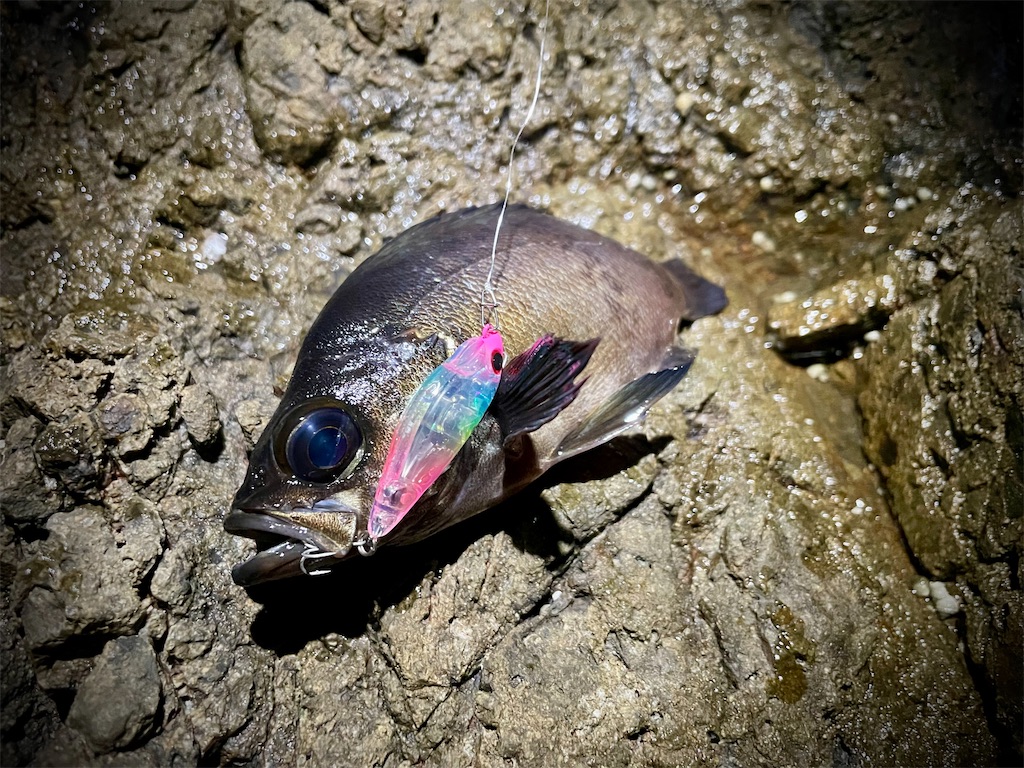 f:id:fishing-aquarium:20250219180359j:image