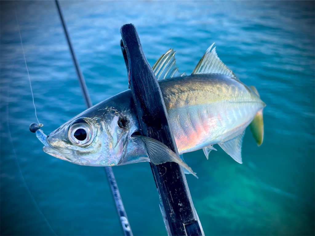 f:id:fishing-aquarium:20250302130413j:image