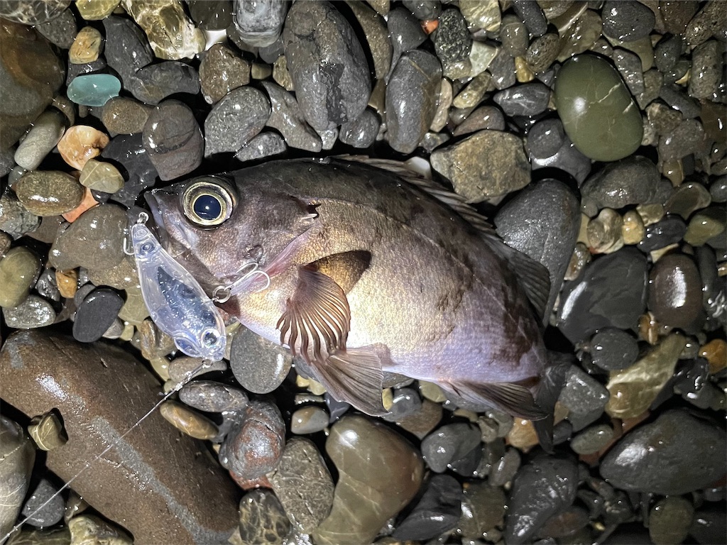 f:id:fishing-aquarium:20250307124105j:image
