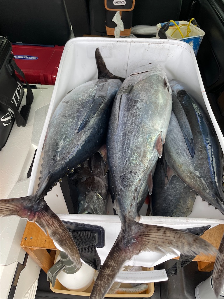 f:id:fishing-aquarium:20250314211159j:image