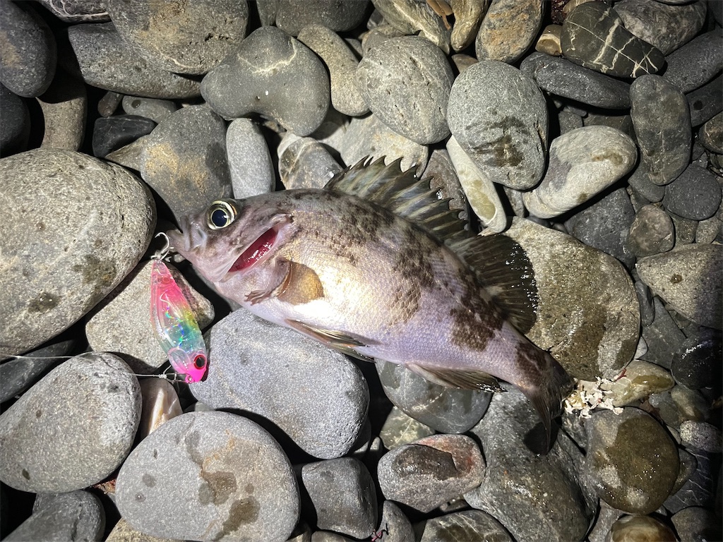 f:id:fishing-aquarium:20250321121101j:image