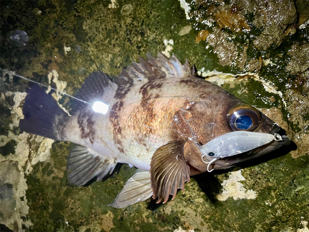 f:id:fishing-aquarium:20250321121128j:image