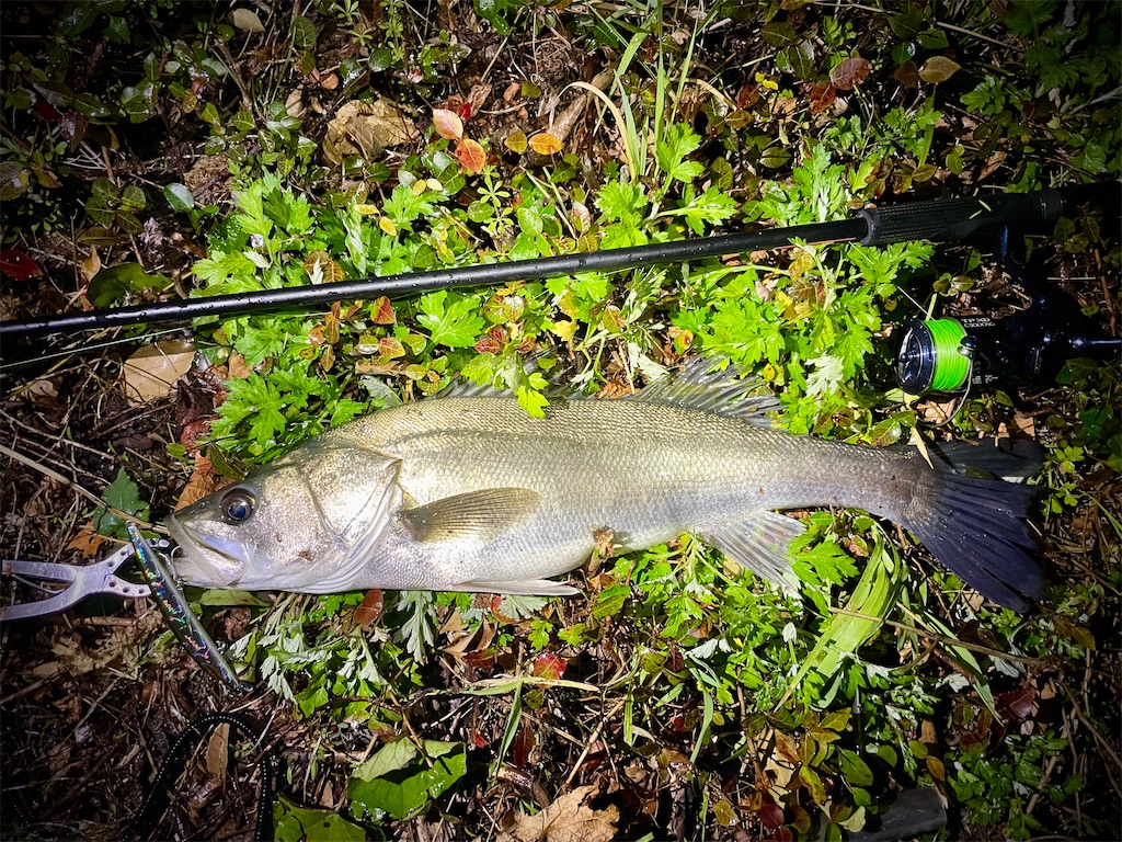 f:id:fishing-aquarium:20250410111824j:image