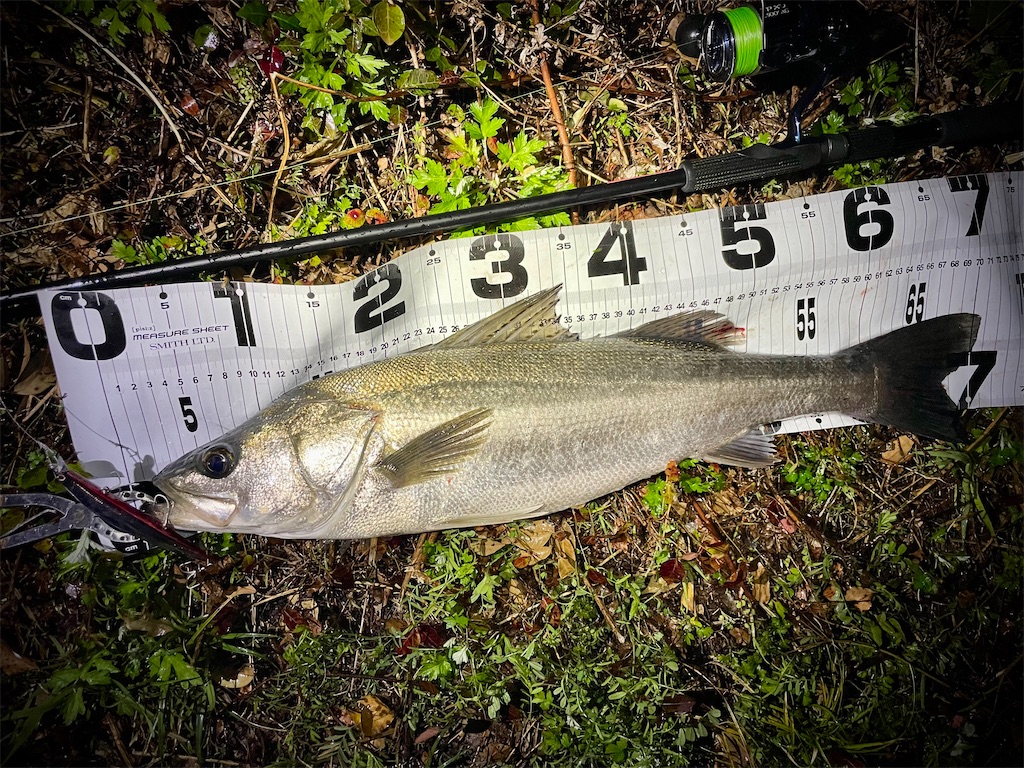 f:id:fishing-aquarium:20250410112435j:image