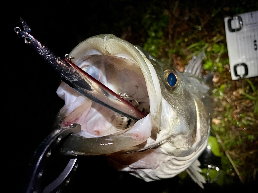 f:id:fishing-aquarium:20250410112908j:image