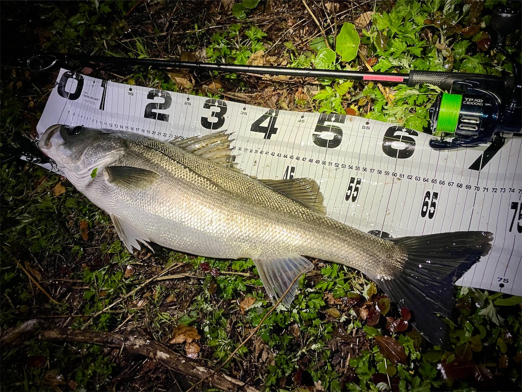 f:id:fishing-aquarium:20250410112931j:image