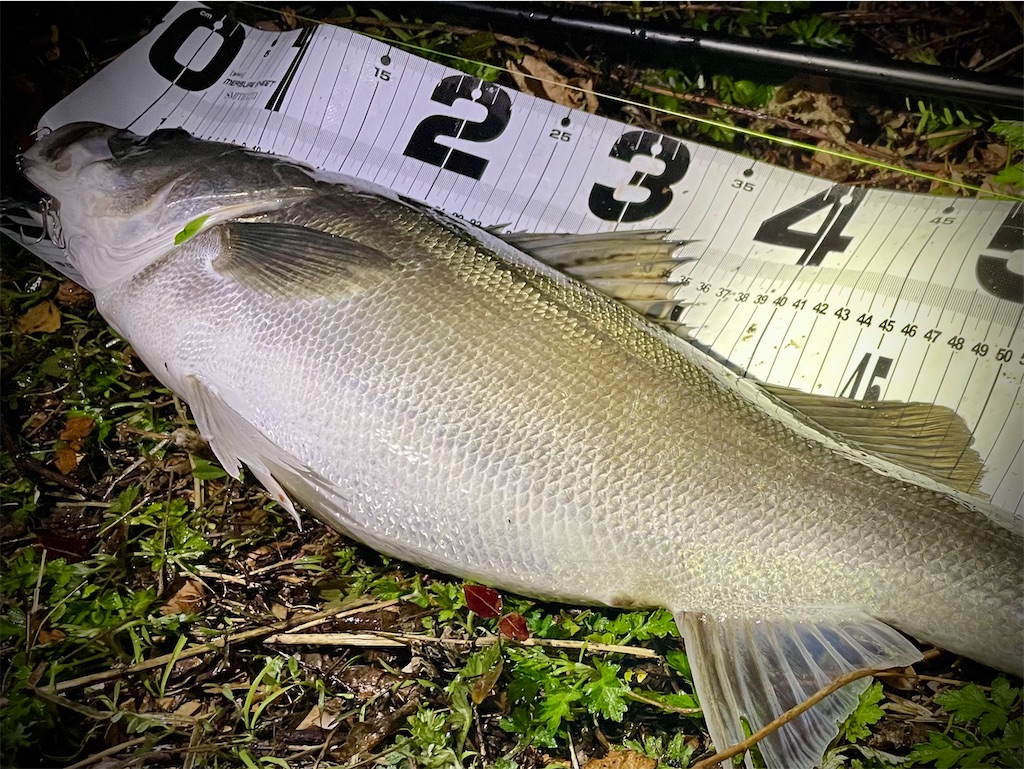 f:id:fishing-aquarium:20250410112935j:image