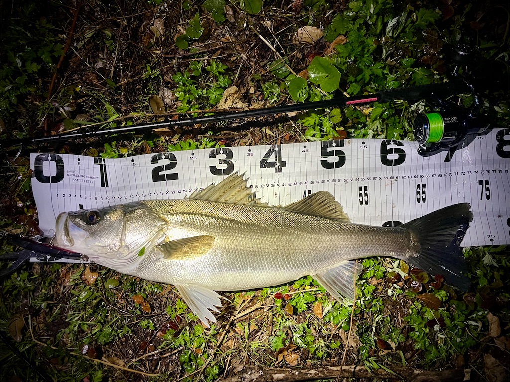 f:id:fishing-aquarium:20250410112940j:image
