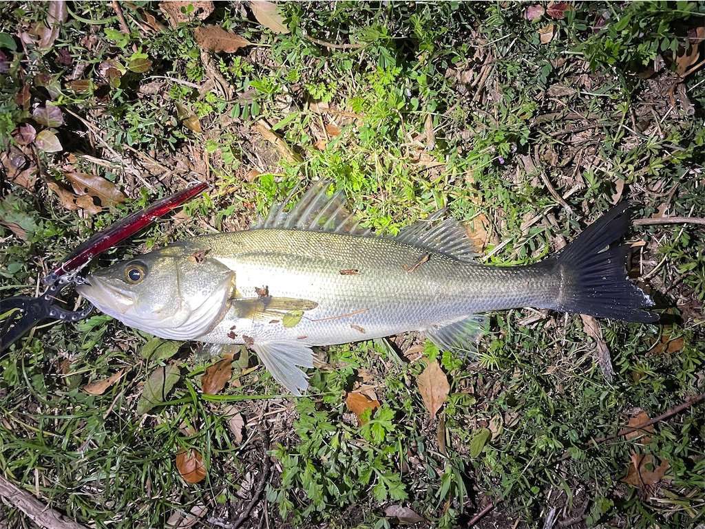 f:id:fishing-aquarium:20250411120823j:image