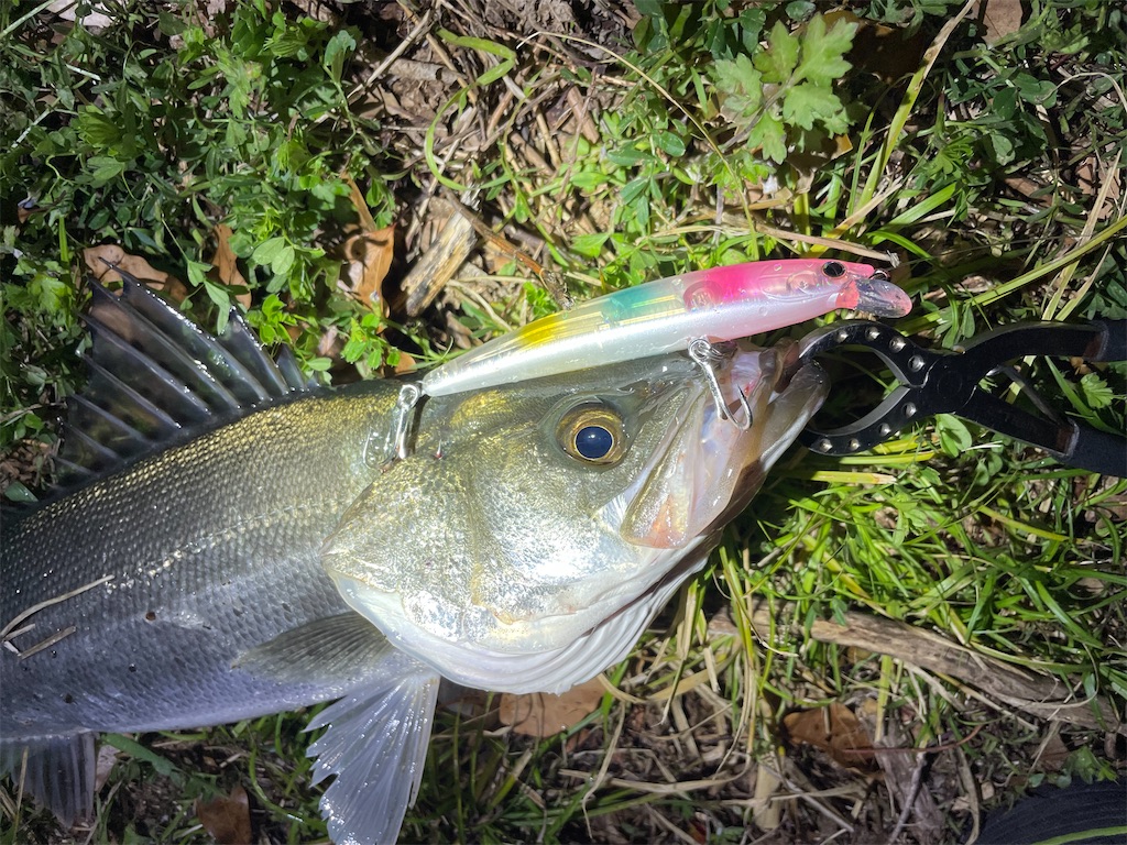 f:id:fishing-aquarium:20250413113044j:image