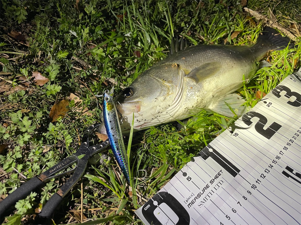 f:id:fishing-aquarium:20250413113457j:image