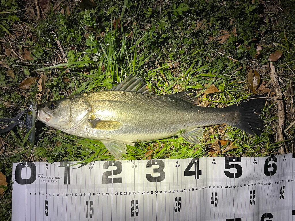 f:id:fishing-aquarium:20250413113507j:image