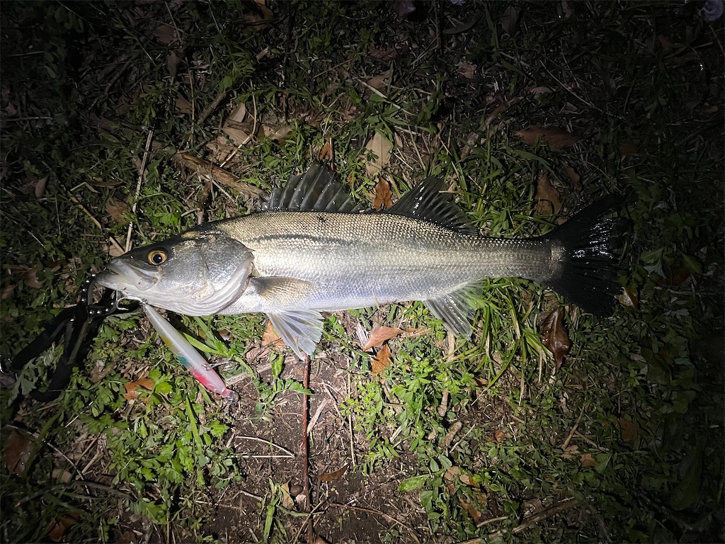 f:id:fishing-aquarium:20250413113517j:image