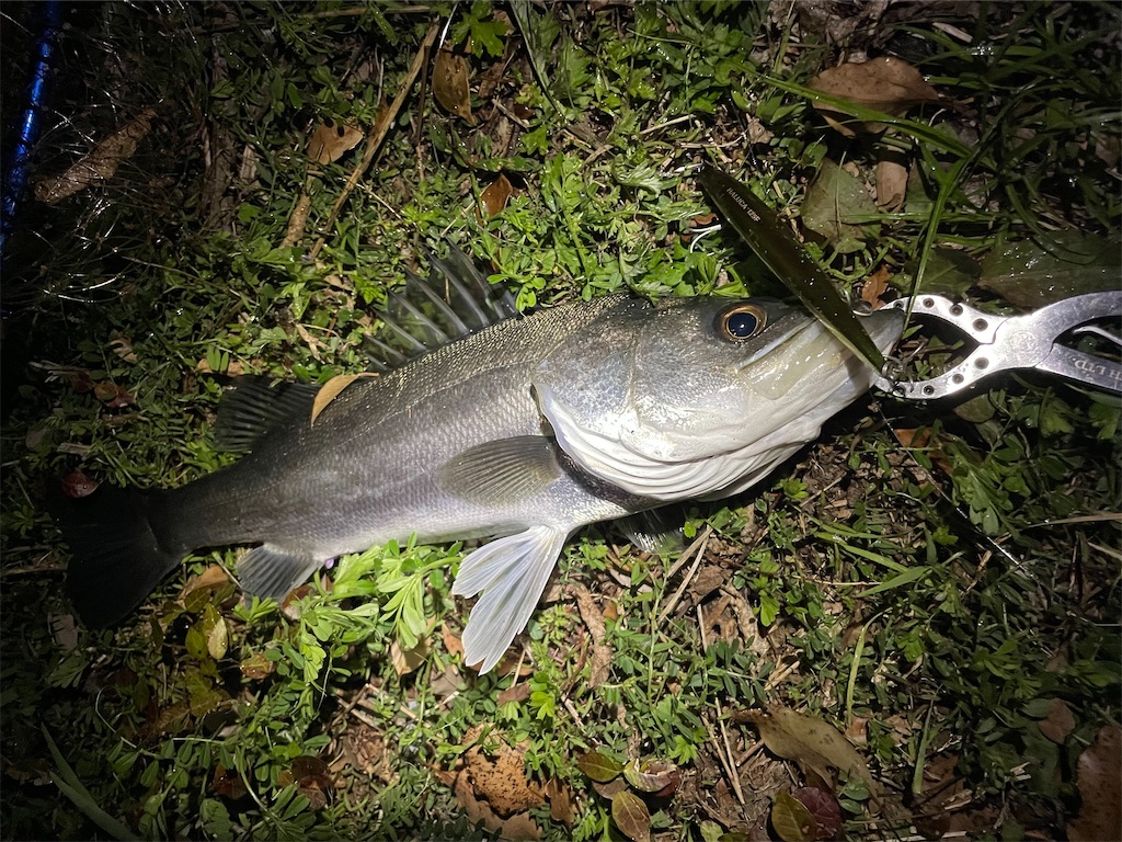 f:id:fishing-aquarium:20250413115645j:image