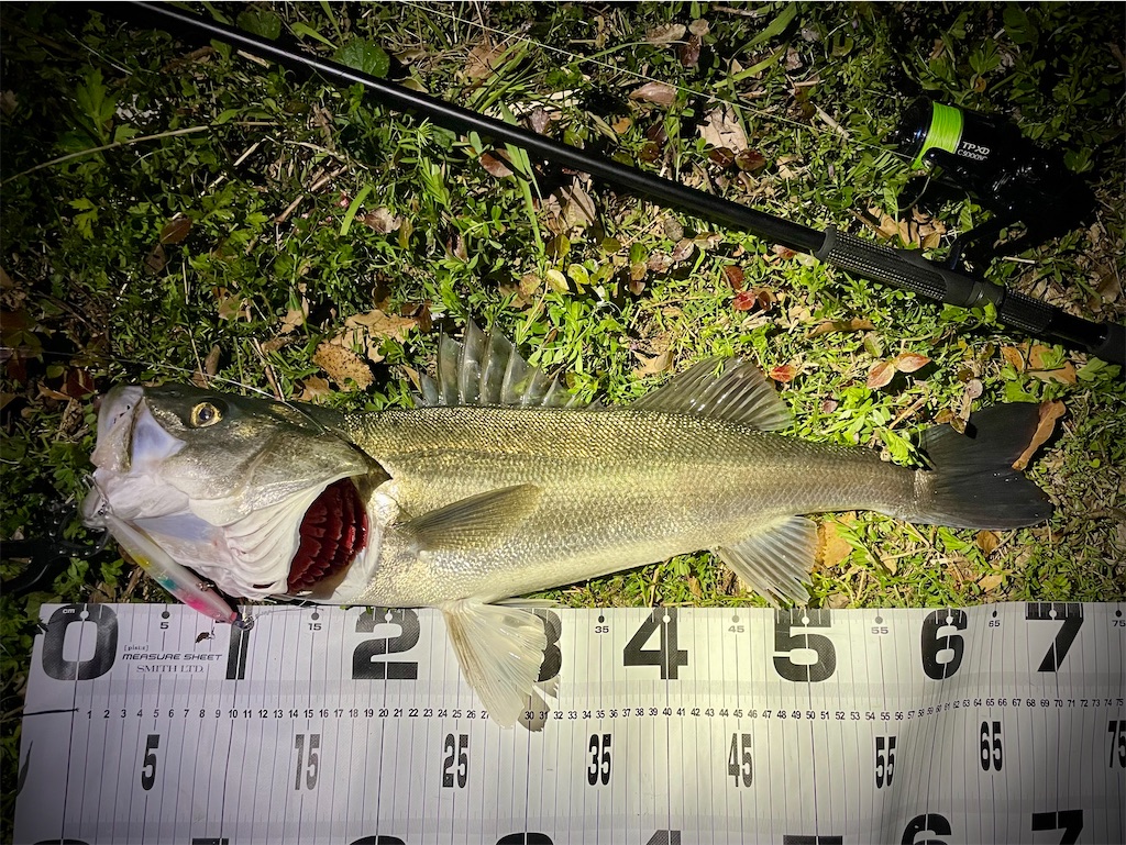 f:id:fishing-aquarium:20250423122152j:image