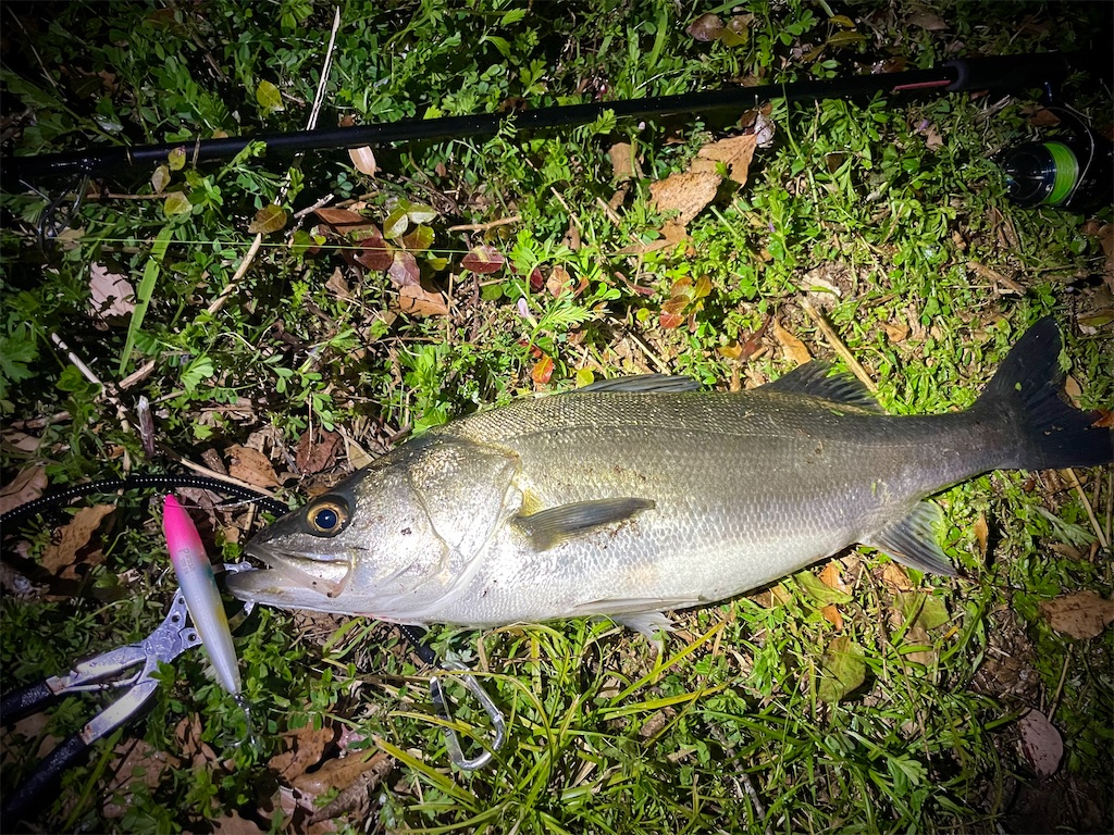 f:id:fishing-aquarium:20250423123133j:image