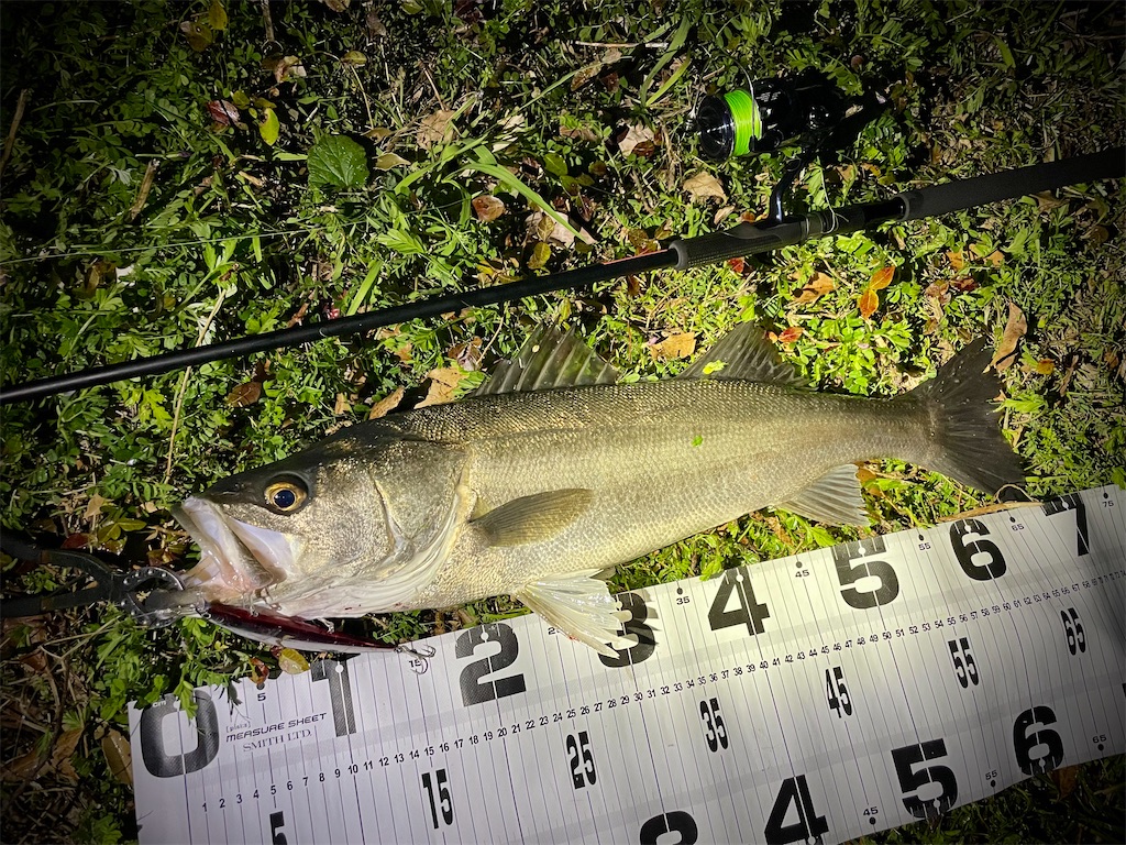 f:id:fishing-aquarium:20250423123837j:image