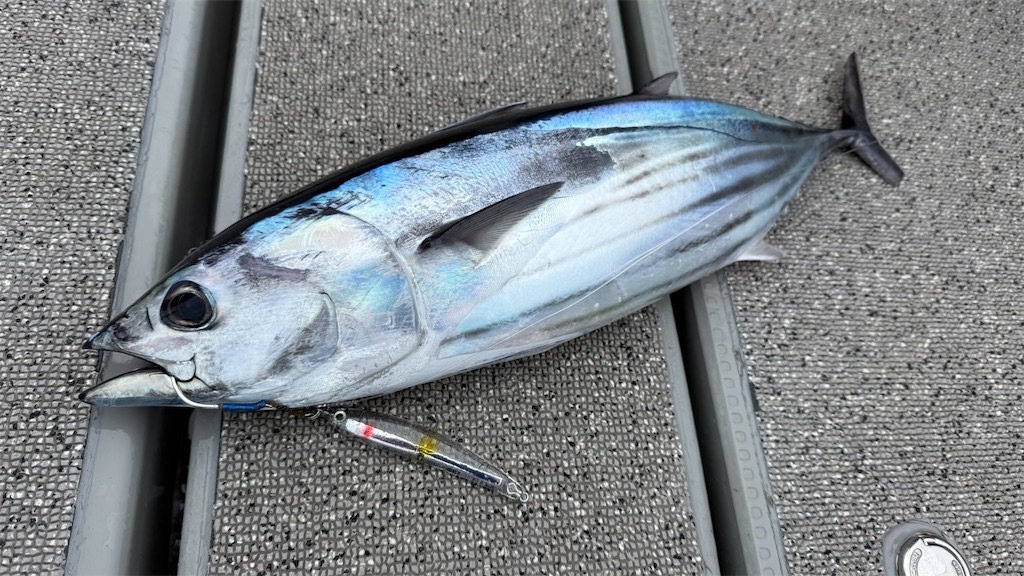 f:id:fishing-aquarium:20250604194458j:image f:id:fishing-aquarium:20250604194458j:image