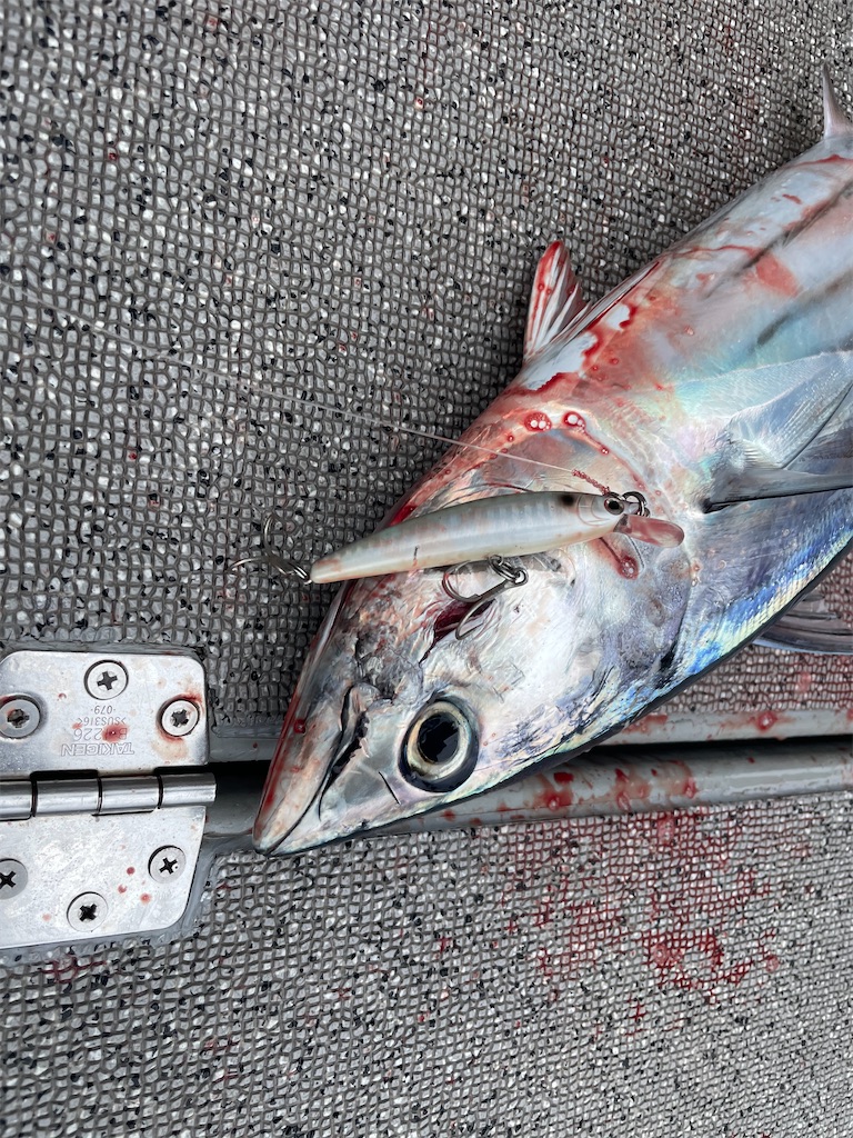 f:id:fishing-aquarium:20250604195532j:image f:id:fishing-aquarium:20250604195532j:image