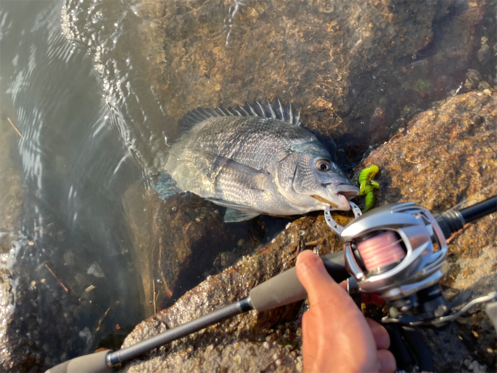 f:id:fishing-aquarium:20250620202005j:image