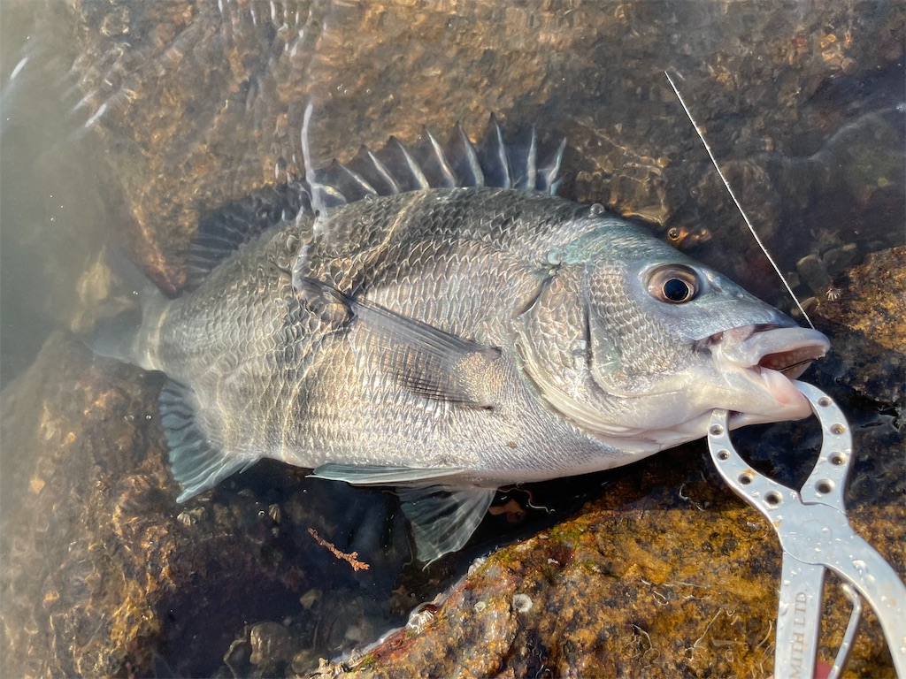 f:id:fishing-aquarium:20250621175843j:image