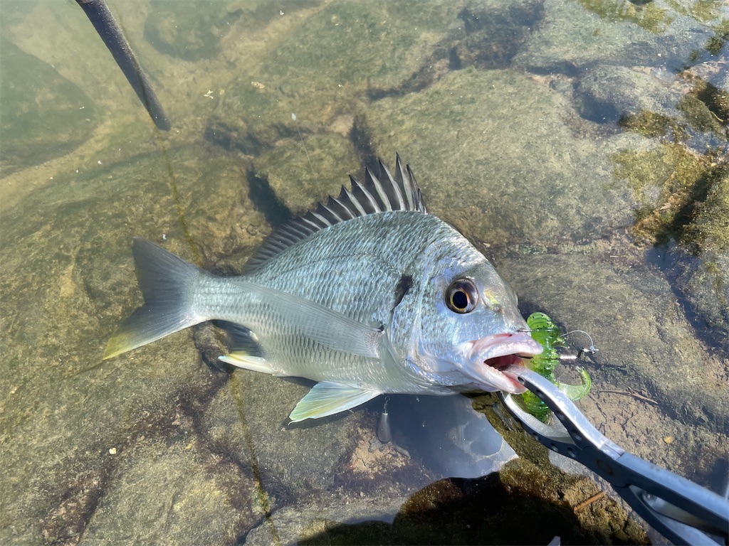 f:id:fishing-aquarium:20250621182418j:image