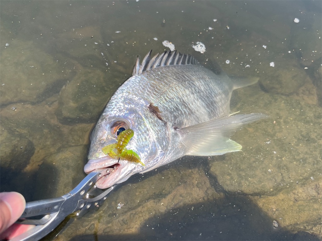 f:id:fishing-aquarium:20250621183419j:image