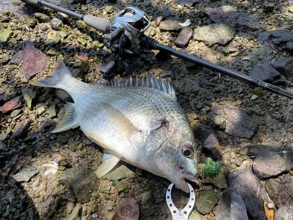 f:id:fishing-aquarium:20250626124006j:image