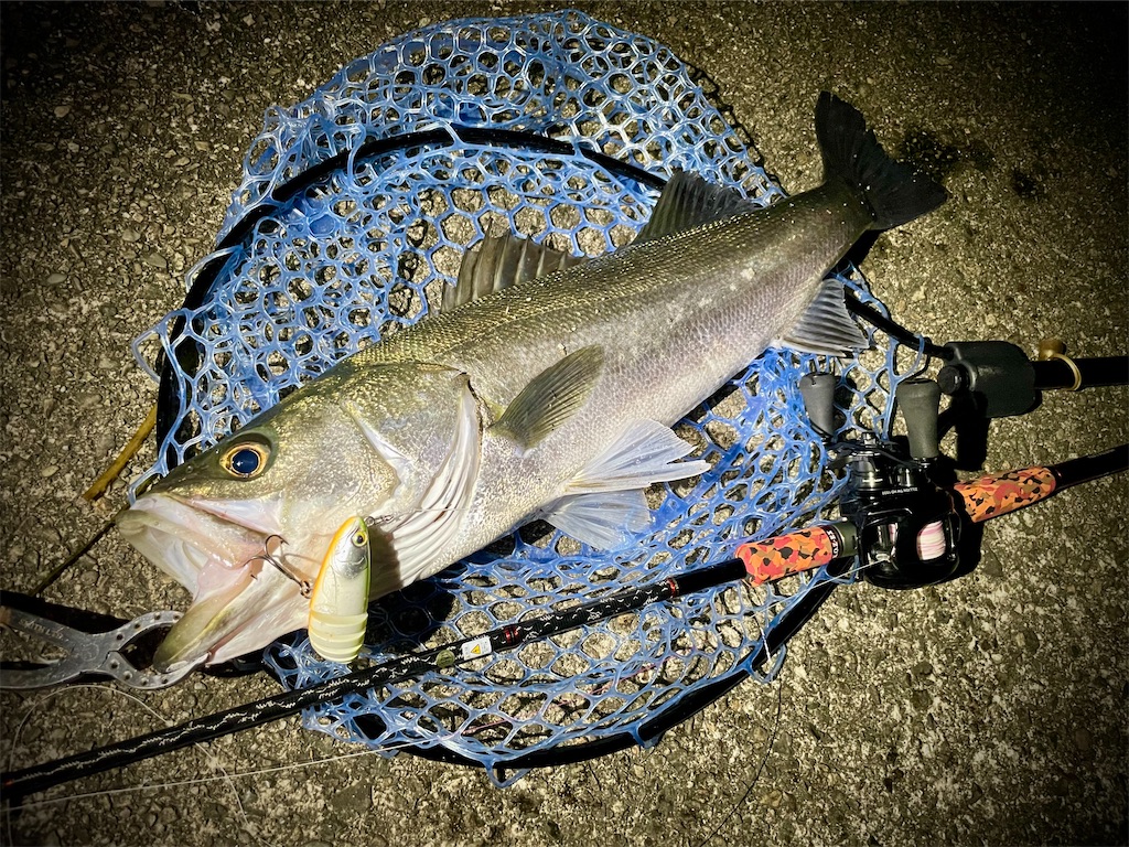 f:id:fishing-aquarium:20250713083221j:image