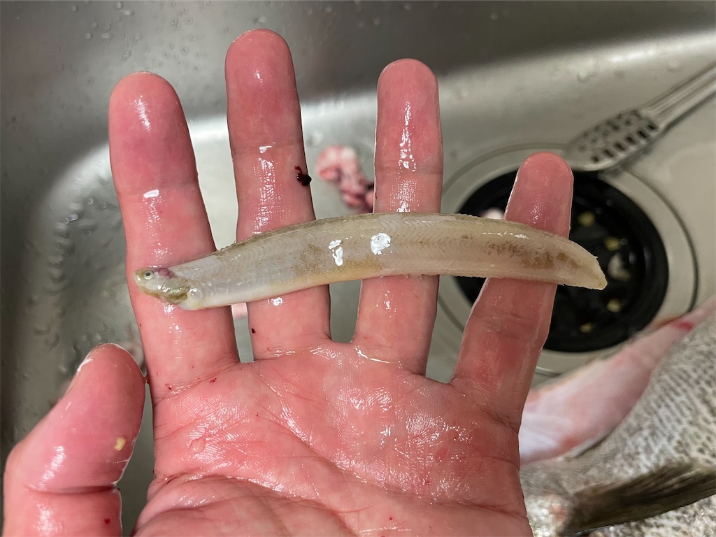 f:id:fishing-aquarium:20250713083415j:image