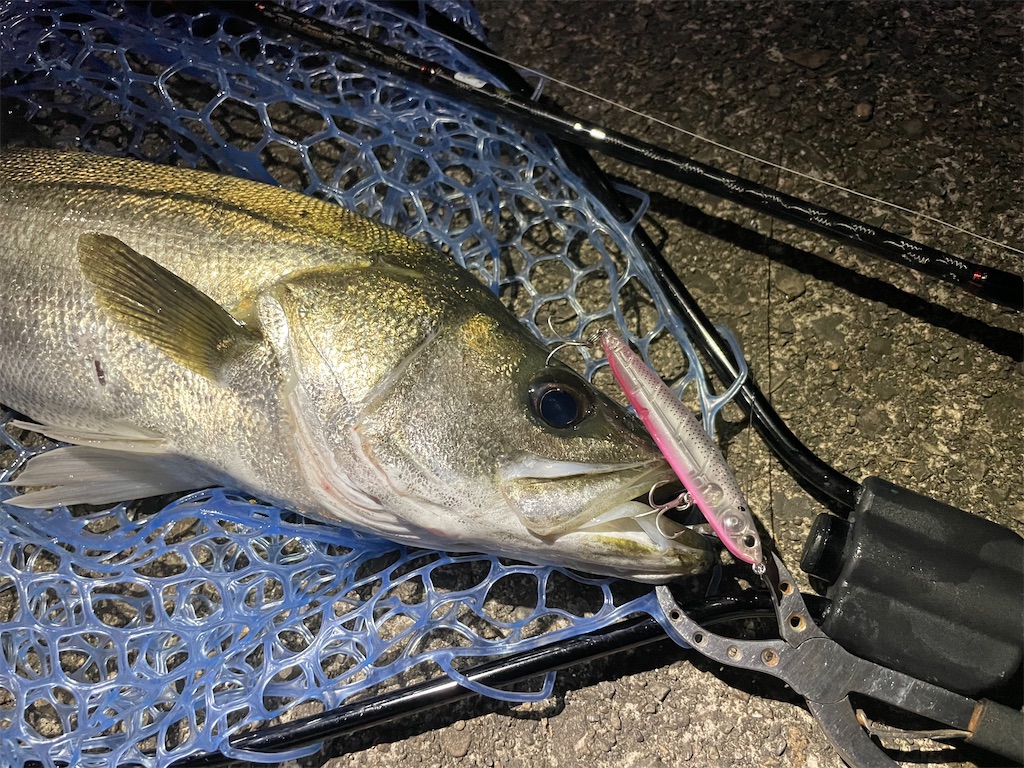 f:id:fishing-aquarium:20250718131702j:image