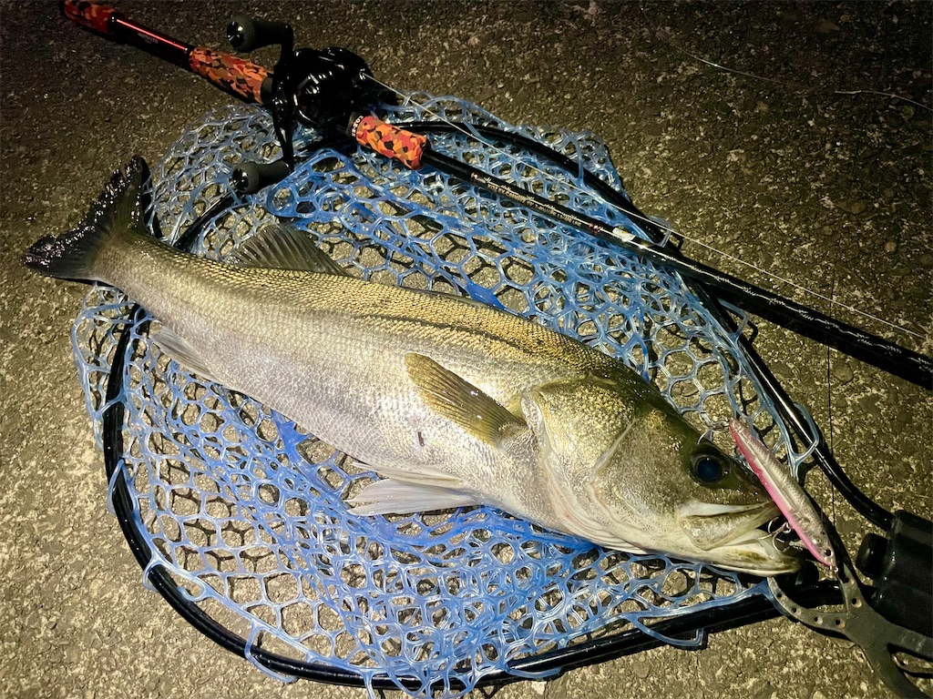 f:id:fishing-aquarium:20250718131704j:image