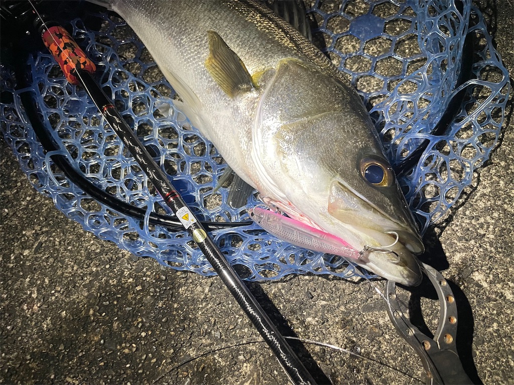 f:id:fishing-aquarium:20250720131843j:image