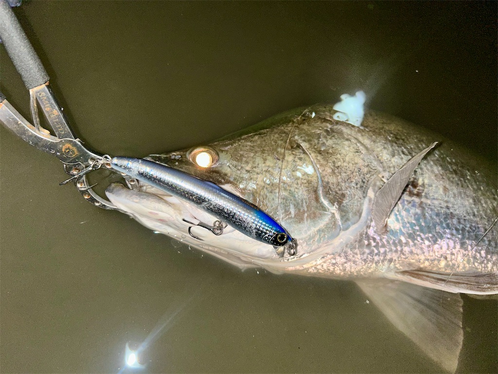 f:id:fishing-aquarium:20251122082629j:image