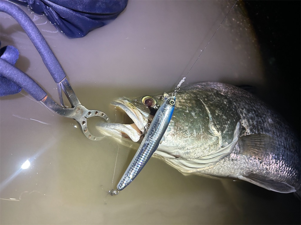 f:id:fishing-aquarium:20251122082632j:image