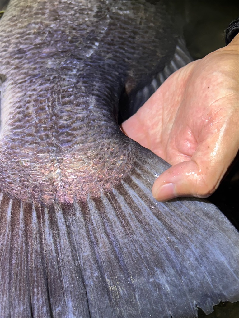 f:id:fishing-aquarium:20251122083244j:image