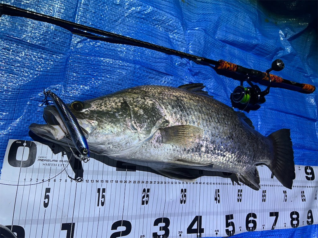 f:id:fishing-aquarium:20251122083507j:image