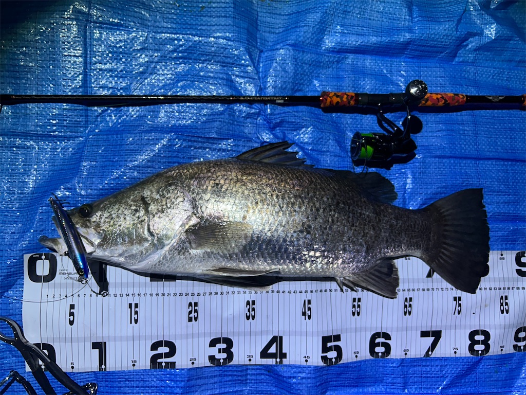 f:id:fishing-aquarium:20251122083510j:image