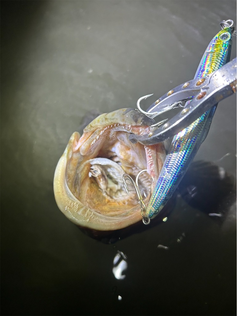 f:id:fishing-aquarium:20251122084844j:image