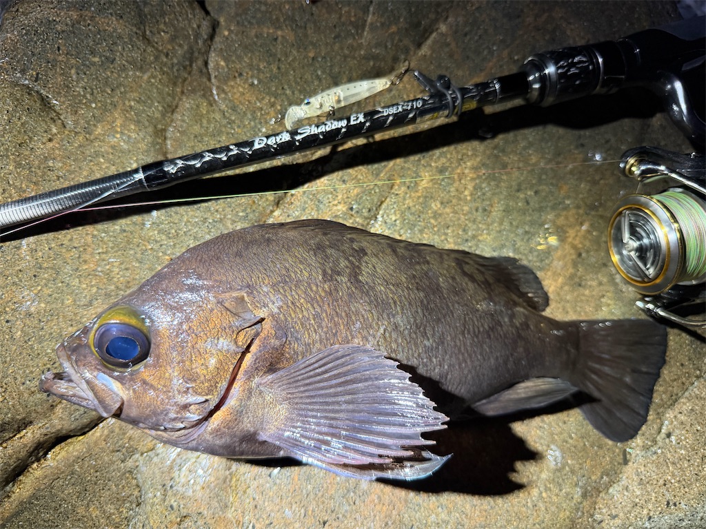 f:id:fishing-aquarium:20260331182151j:image