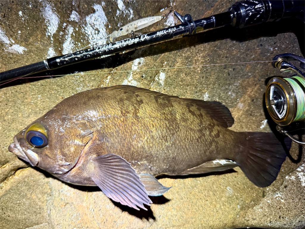 f:id:fishing-aquarium:20260331182155j:image