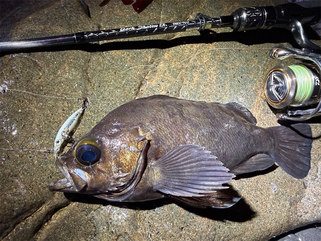 f:id:fishing-aquarium:20260331182157j:image