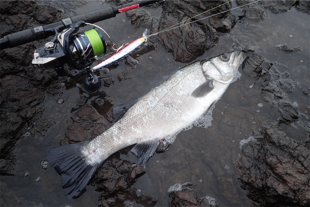 f:id:fishing-aquarium:20260424121434j:image