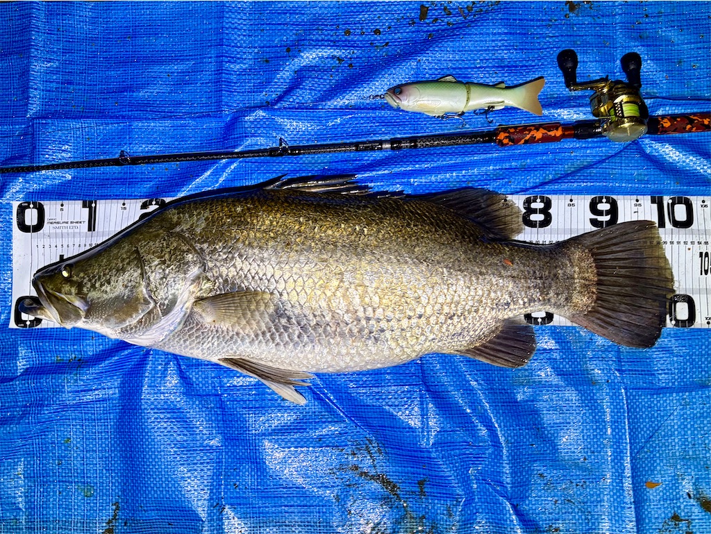 f:id:fishing-aquarium:20260607185213j:image