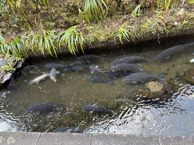 f:id:fishing-camp:20250326221806j:image f:id:fishing-camp:20250326221806j:image