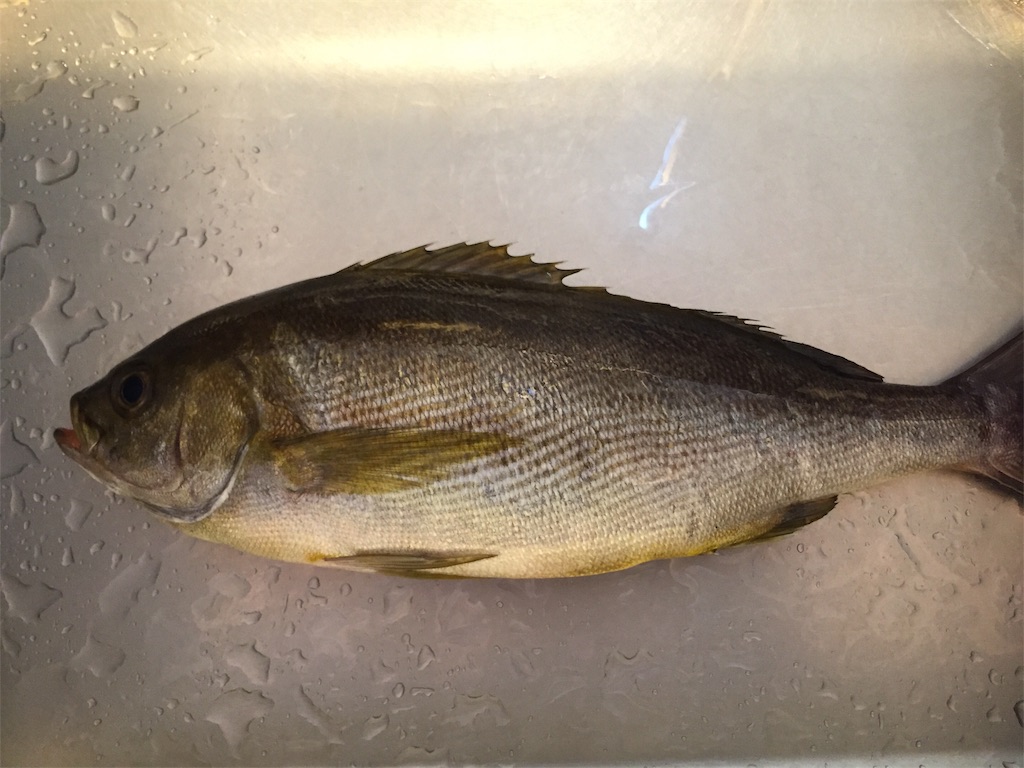 f:id:fishing-camping:20190629195507j:image f:id:fishing-camping:20190629195507j:image