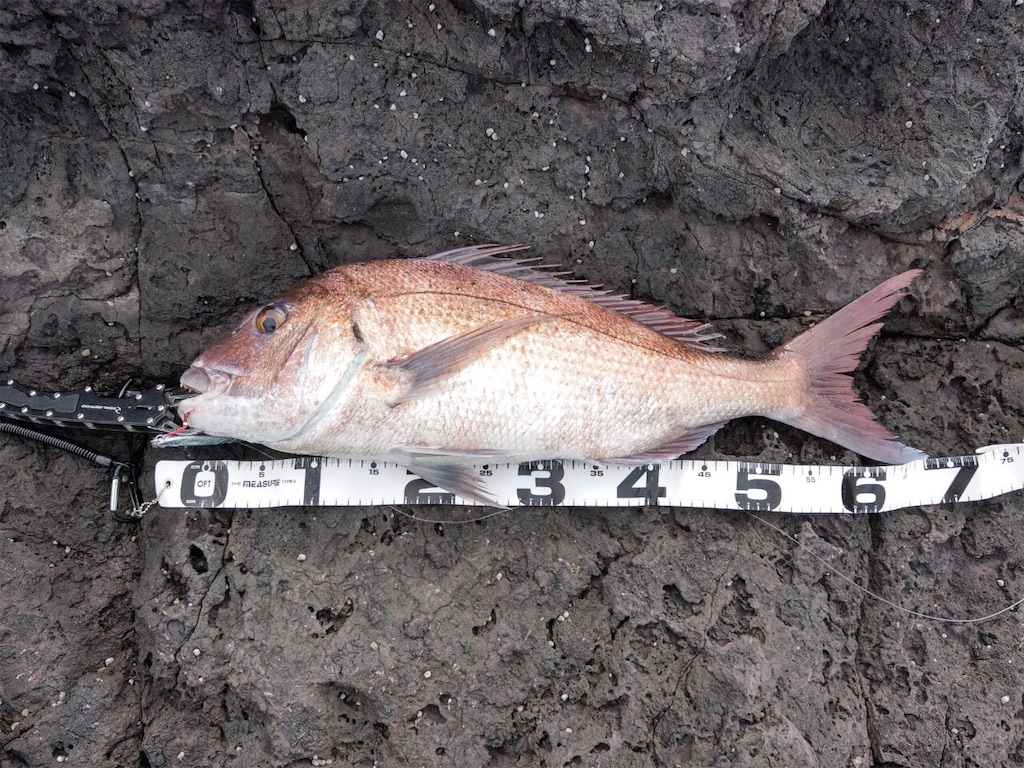 釣行記】壱岐方面 沖磯 ショアジギング 2019/10/19 - ホリデイ珍遊記