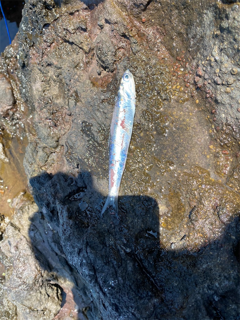 f:id:fishing-camping:20210601195907j:image