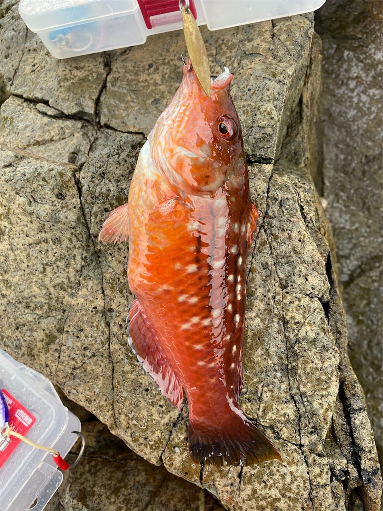 f:id:fishing-camping:20210711203221j:image