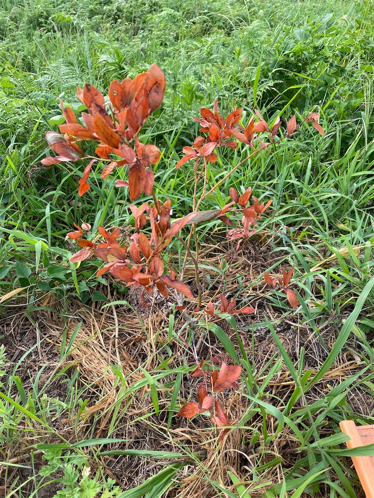 f:id:fishing-camping:20210731210029j:image f:id:fishing-camping:20210731210029j:image